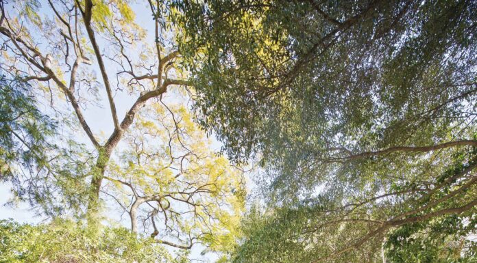 El jardín de las delicias